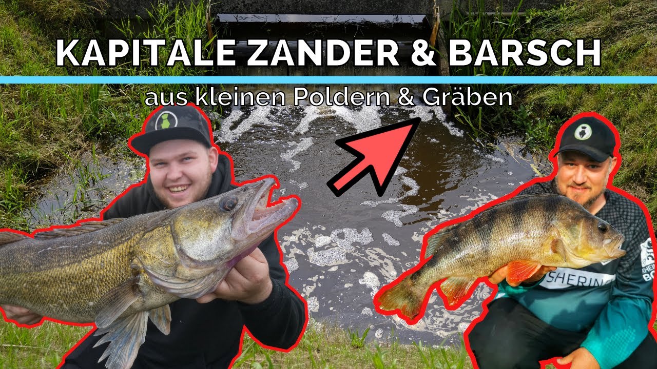 KAPITALE ZANDER und BARSCHE aus kleinen Poldern und Gräben | Das glaubt uns keiner
