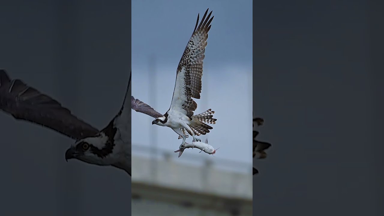 Osprey Flys Away with a Reluctant Catfish  #birdofprey #ospreys #birds