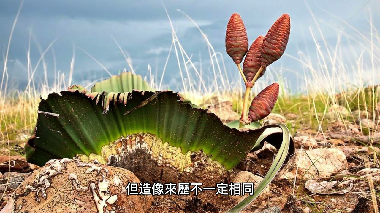 神秘的王爺：台灣民間信仰的起源與傳說