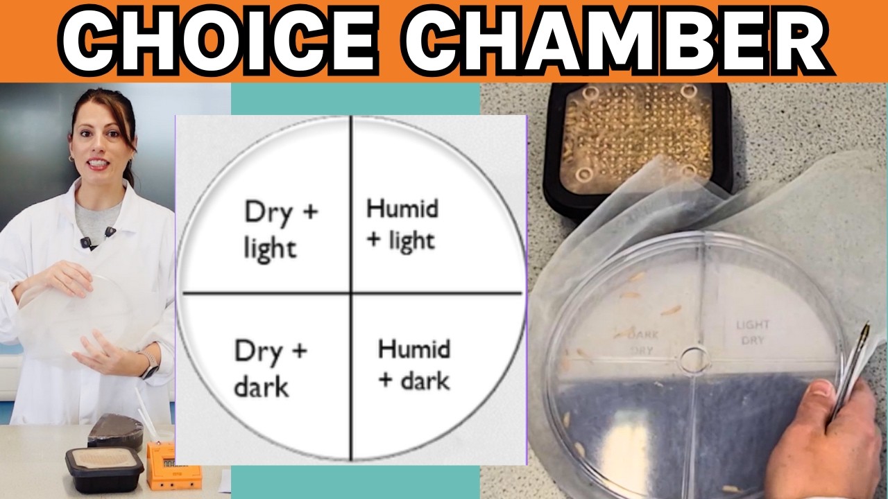 Обязательная практическая работа 10 | Методика Choice Chambers, вопросы к экзамену и критерий хи-...