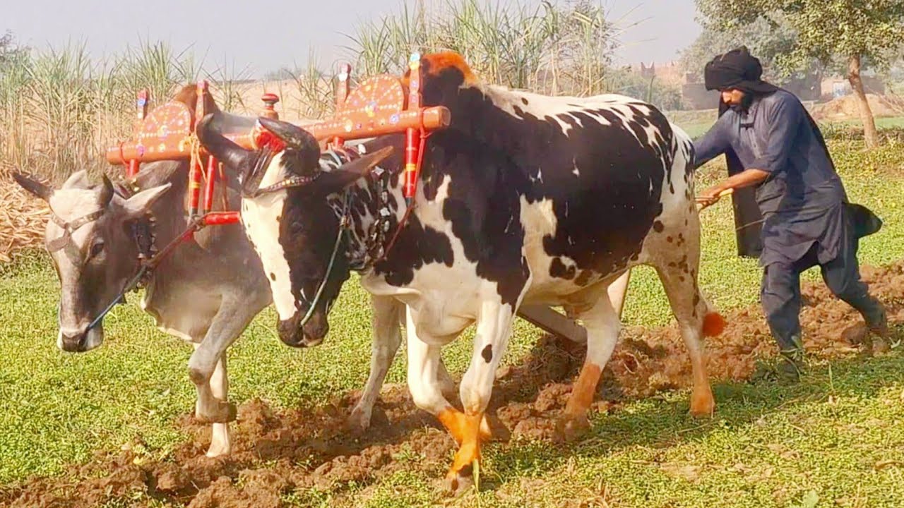 Bull powered field ploughing | Bull powered plough | Bull exhibition | Traditional and old punjab
