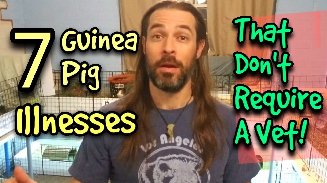 7 Guinea Pig Illnesses That Don't Require A Vet!