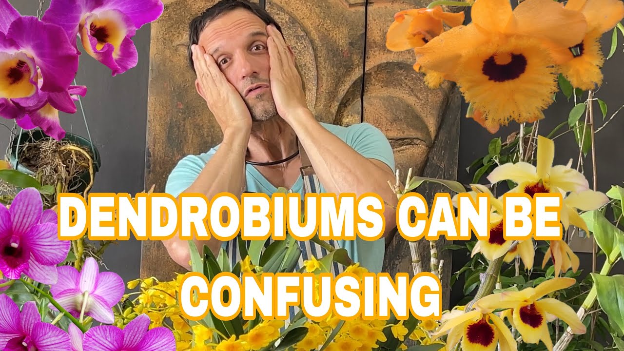 Expert Grower разделяет ЖЕСТКИЕ и МЯГКИЕ тростниковые дендробиумы