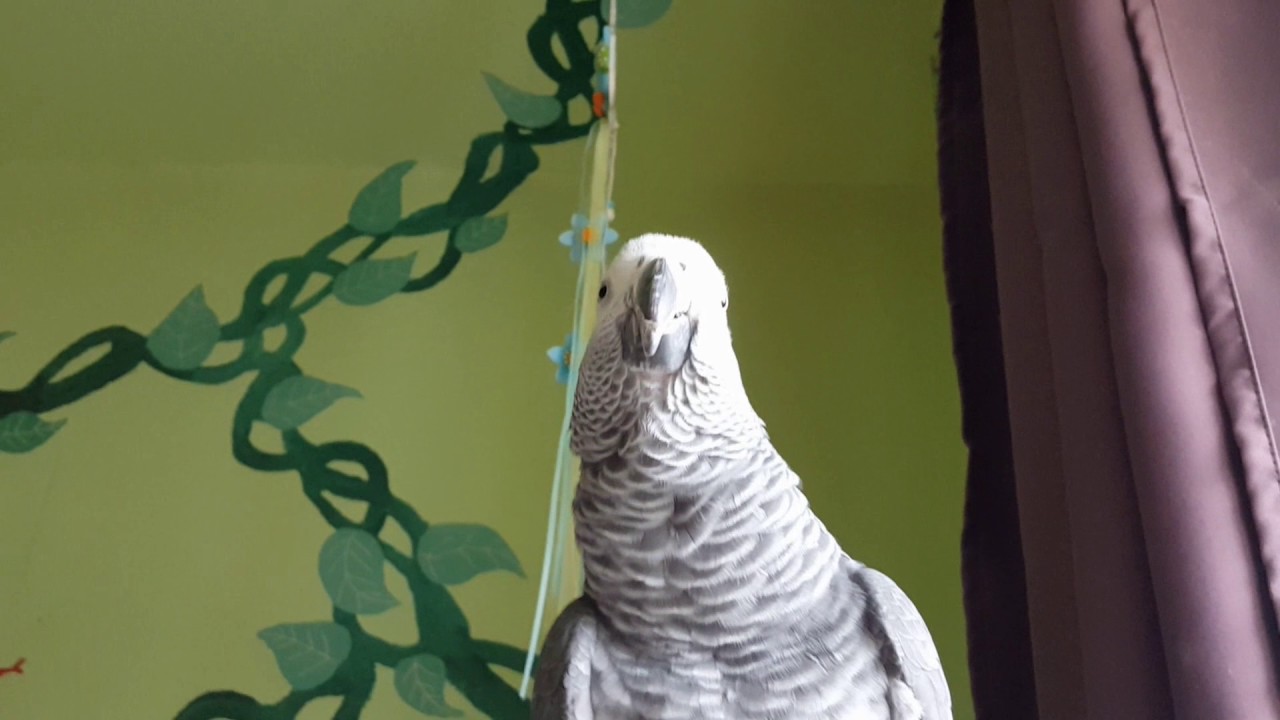 Lilo und das Schäfchen