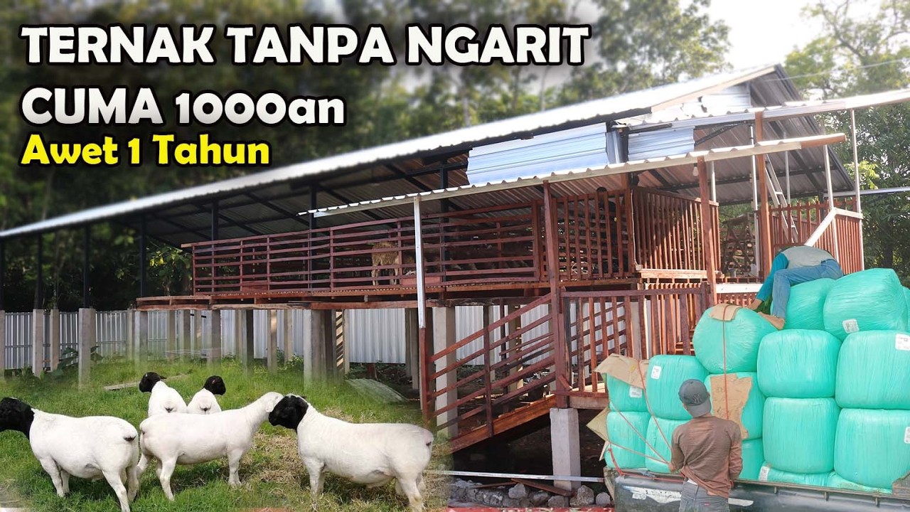 Ternak tanpa ngarit,cuma 1000an,Pakan kambing awet 1 tahun