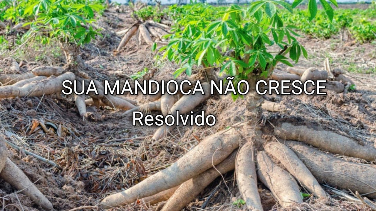 Como Fazer a Mandioca crescer Bastante e ter Bastante Raíz