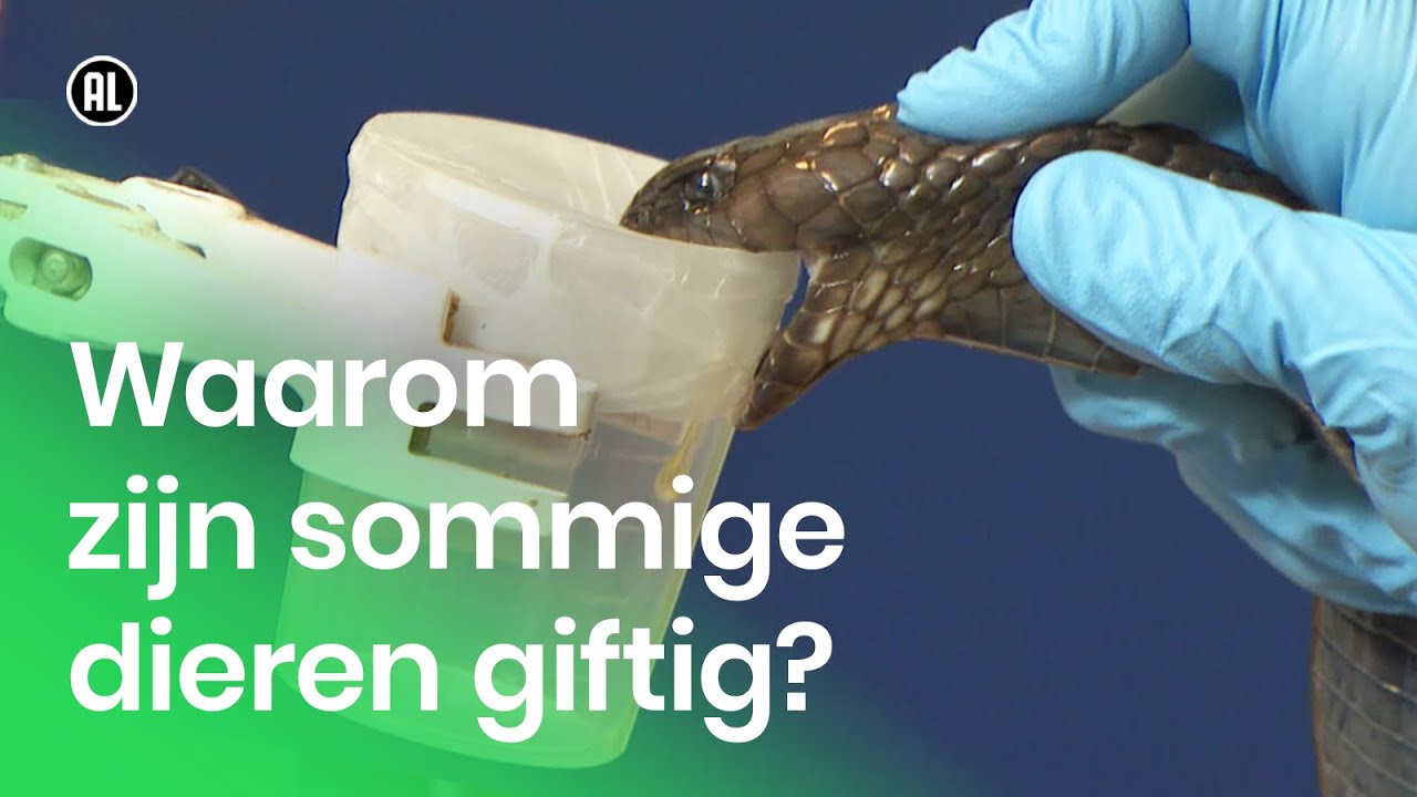 Waarom zijn sommige dieren giftig?