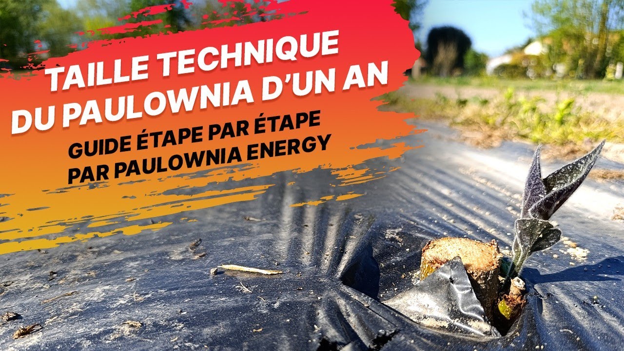 Taille technique du paulownia d’un an: guide étape par étape par Paulownia Energy