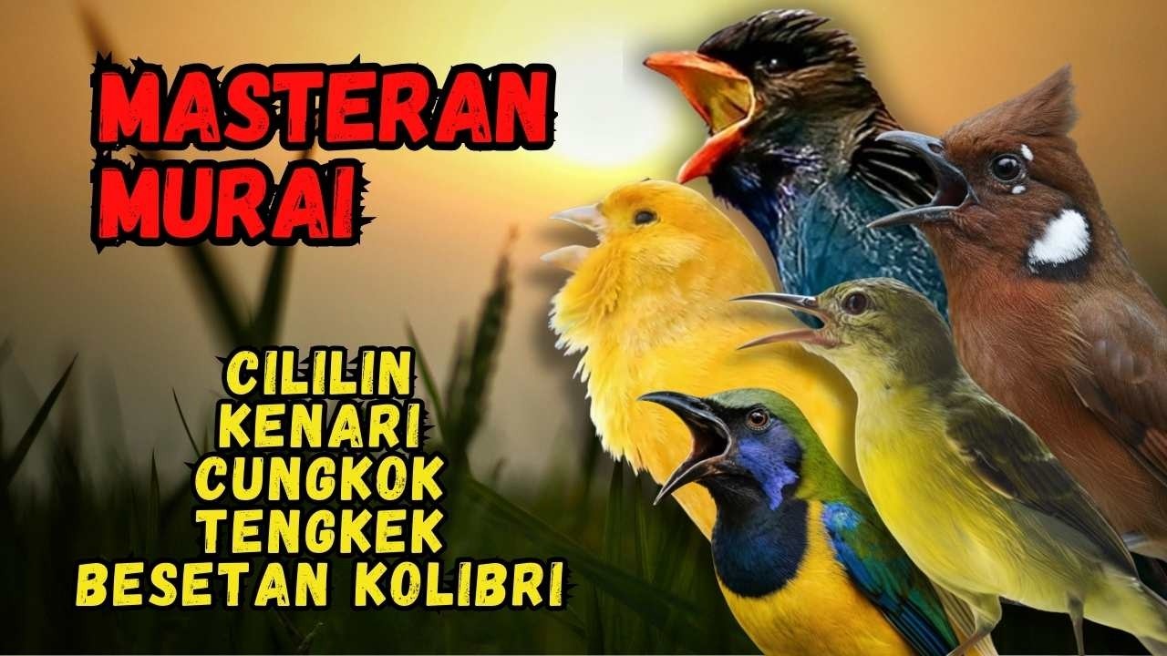 Masteran Murai Isian Cililin, Kenari, Cungkok, Tengkek, Besetan Kolibri