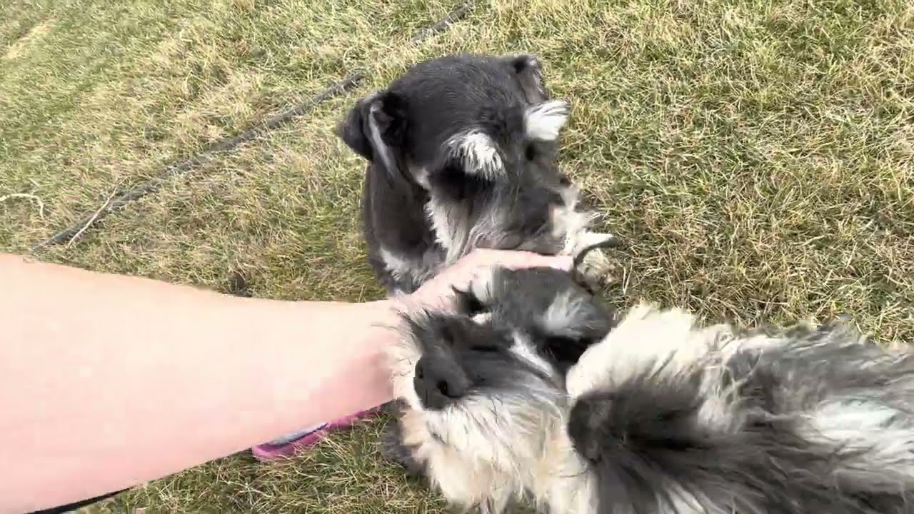 🐶 Henry and Jasper (aka Jax) the Mini Schnauzer puppies play with their daddy, Romeo
