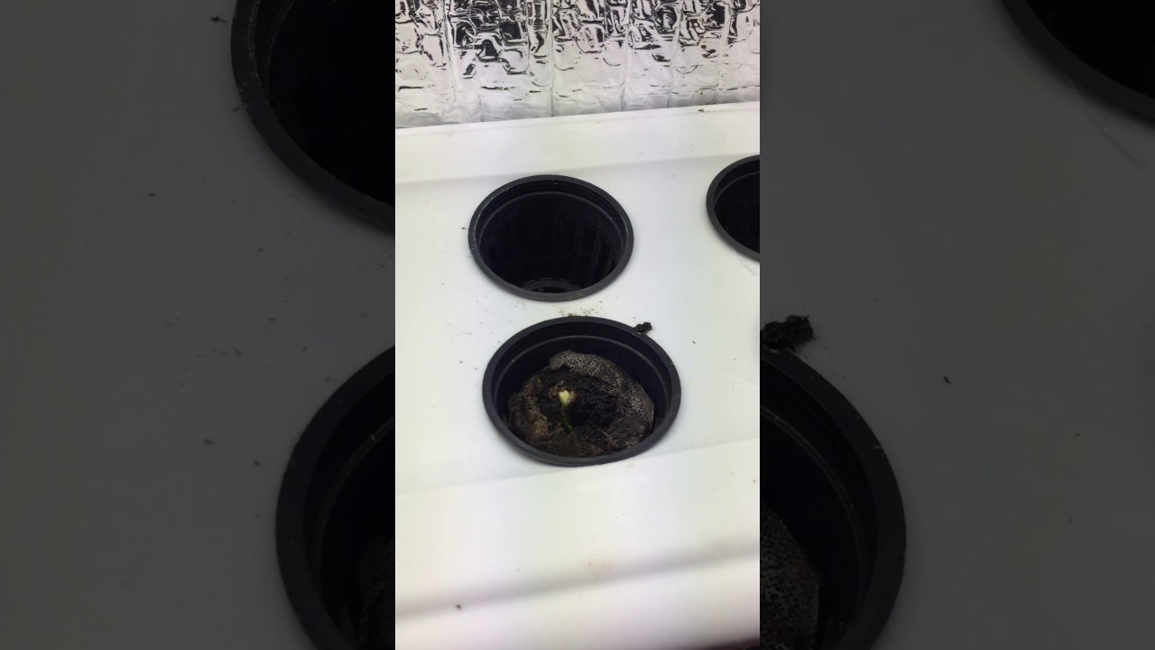 Auto purp feminized grow Pt 1