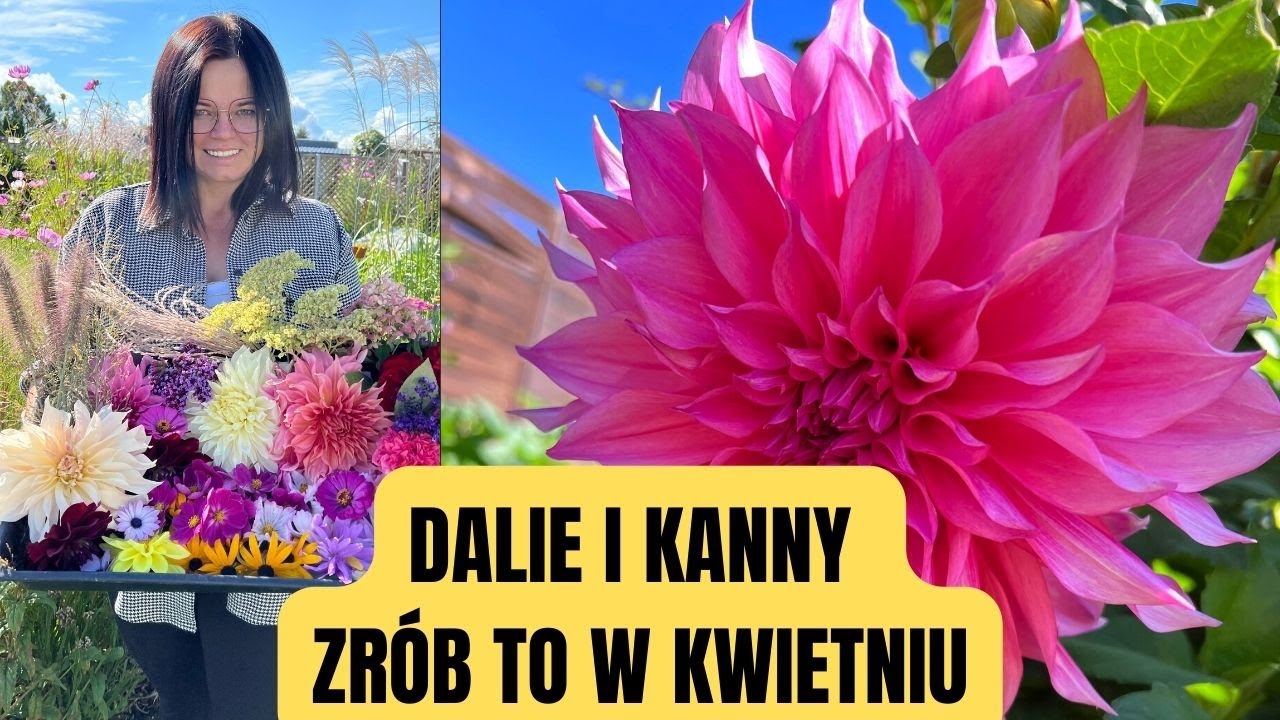 DALIE. BULWY DALII JAK SADZIĆ. NAJPIĘKNIEJSZE DALIE. JAK PĘDZIĆ DALIE