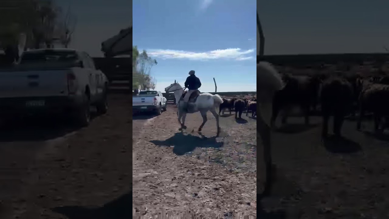 Trabajando en el corral 