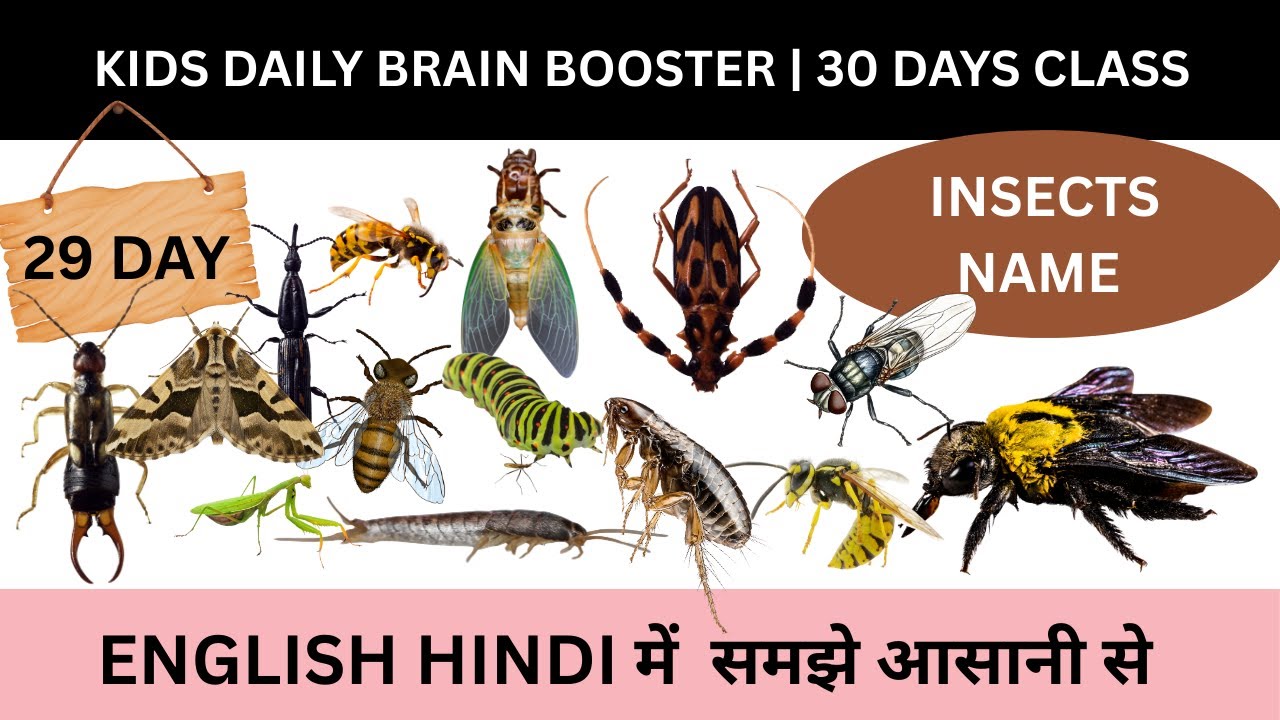 Kids Daily Brain Booster Day 29 | Insects Name in English with Hindi| Day 29 of 30 Days