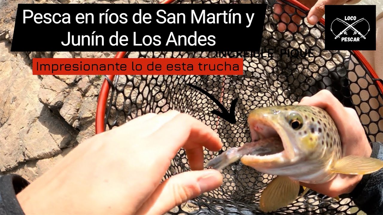 Pesca de truchas en ríos de San Martín y Junín de Los Andes - Trucha atorada por bagre gigante!