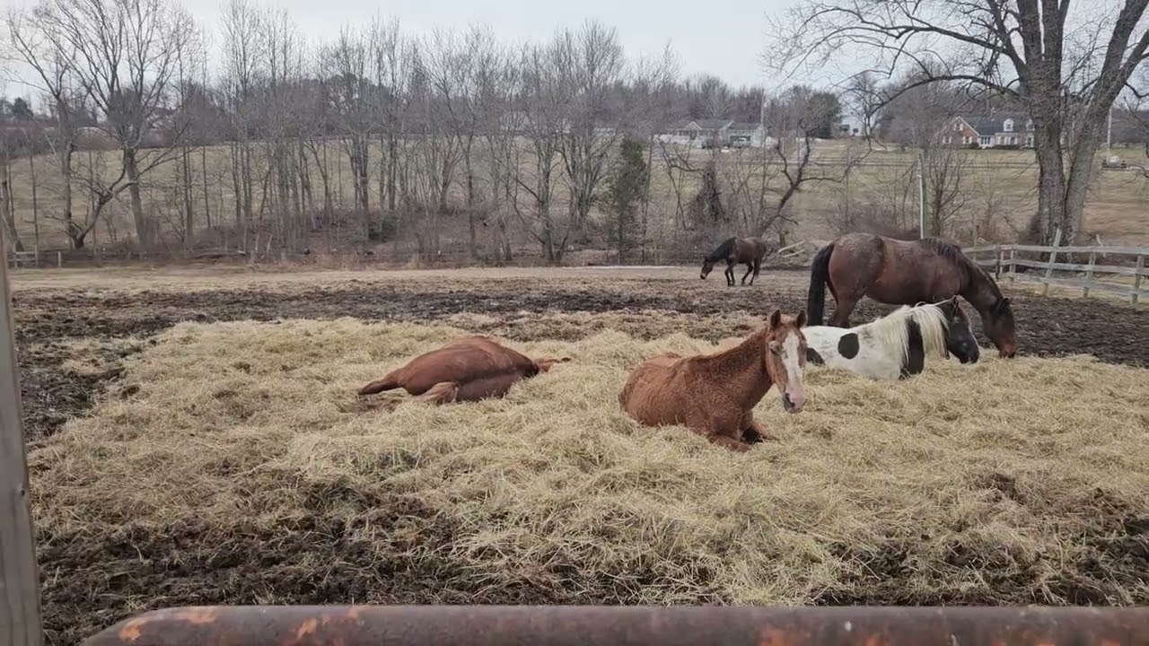 Horses are sleeping and they look fat.