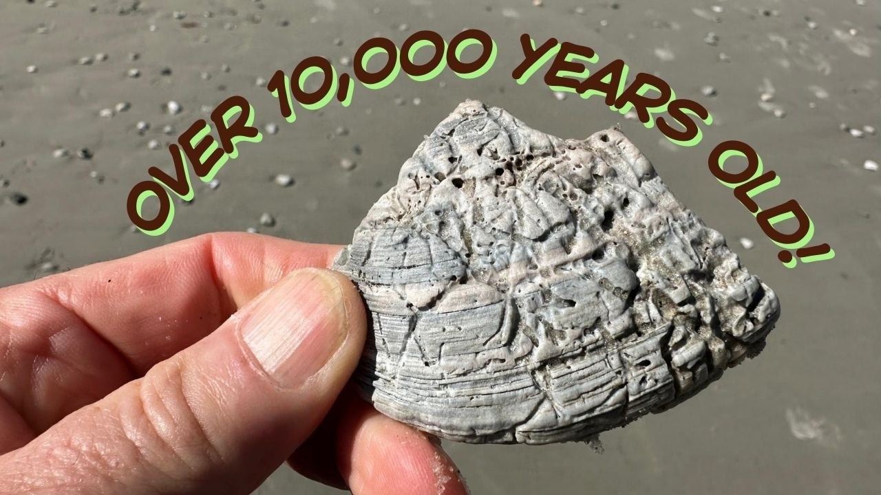 Myrtle Beach Seashell Hunt | South Carolina Beach Walk