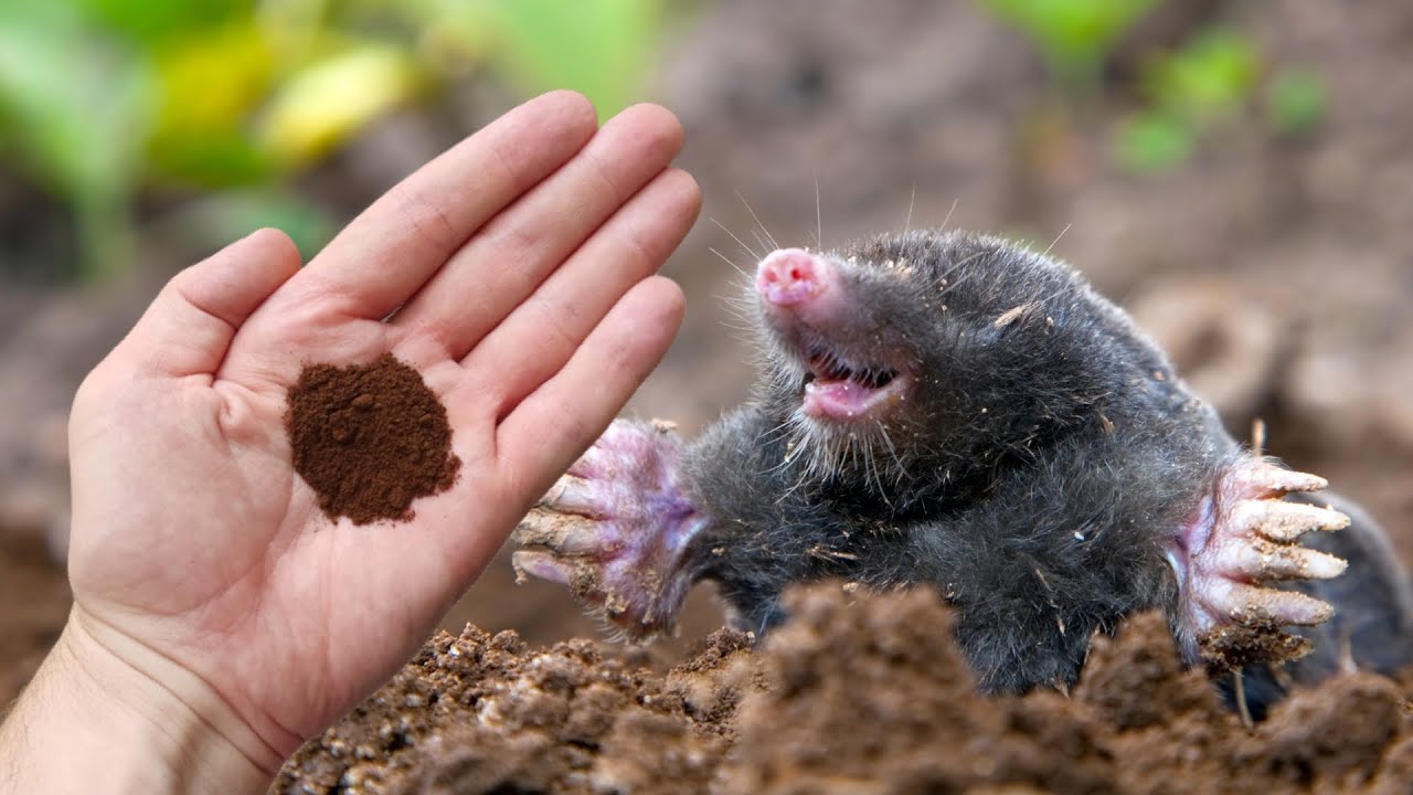 Кроты тут же уходят из сада, когда я ЭТО делаю.