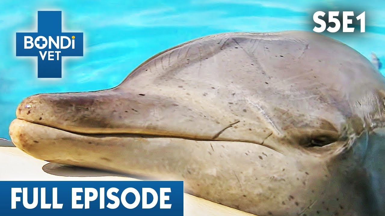 Rescue Dolphin May Have Cancer  🐬 | Bondi Vet Season 5 Ep 1 | Bondi Vet Full Episodes