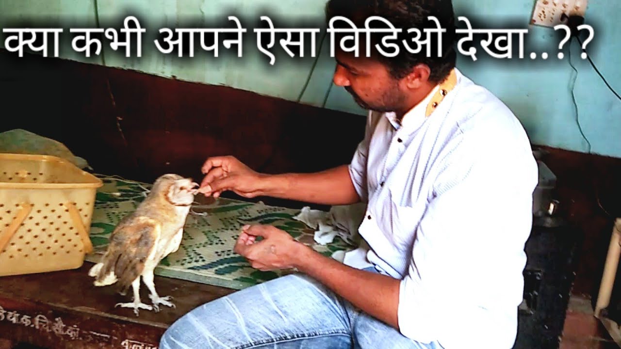 क्या कभी आपने ऐसा विडिओ देखा है..?? ये है कुरैया, कैरल, गव्हाणी घुबड, Barn Owl Bird