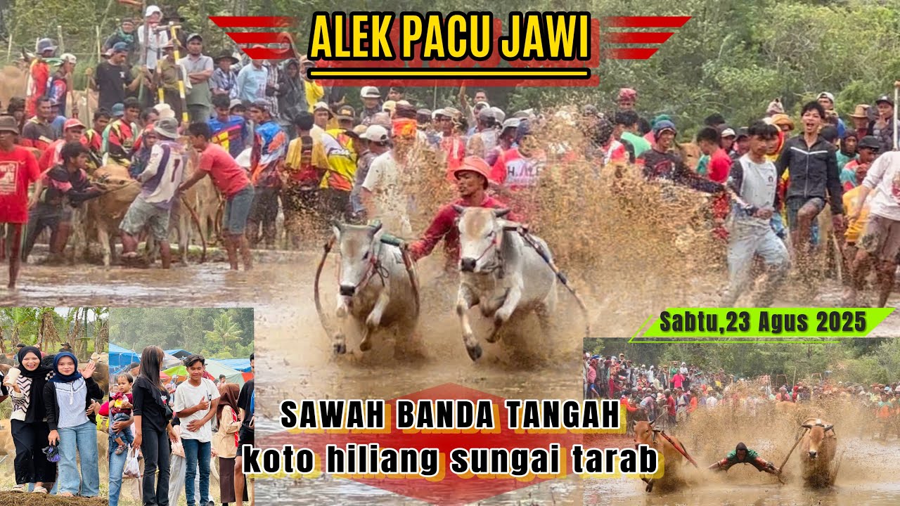 PEMBUKAAN ALEK PACU JAWI SAWAH BANDA TANGAH JORONG KOTO HILING  SUNGAI TARAB,25 Agus 2025❗️❗️❗️