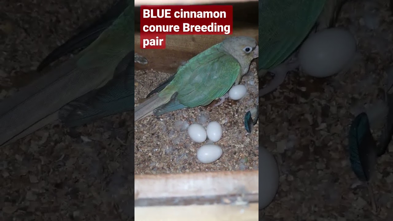 blue Conure hatching eggs / Conure Breeding progress