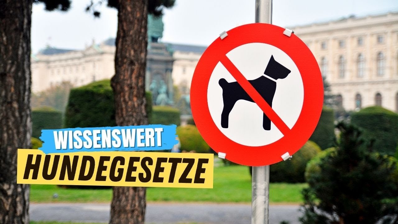 Diese Gesetze sollte JEDER Hundehalter kennen! ✅