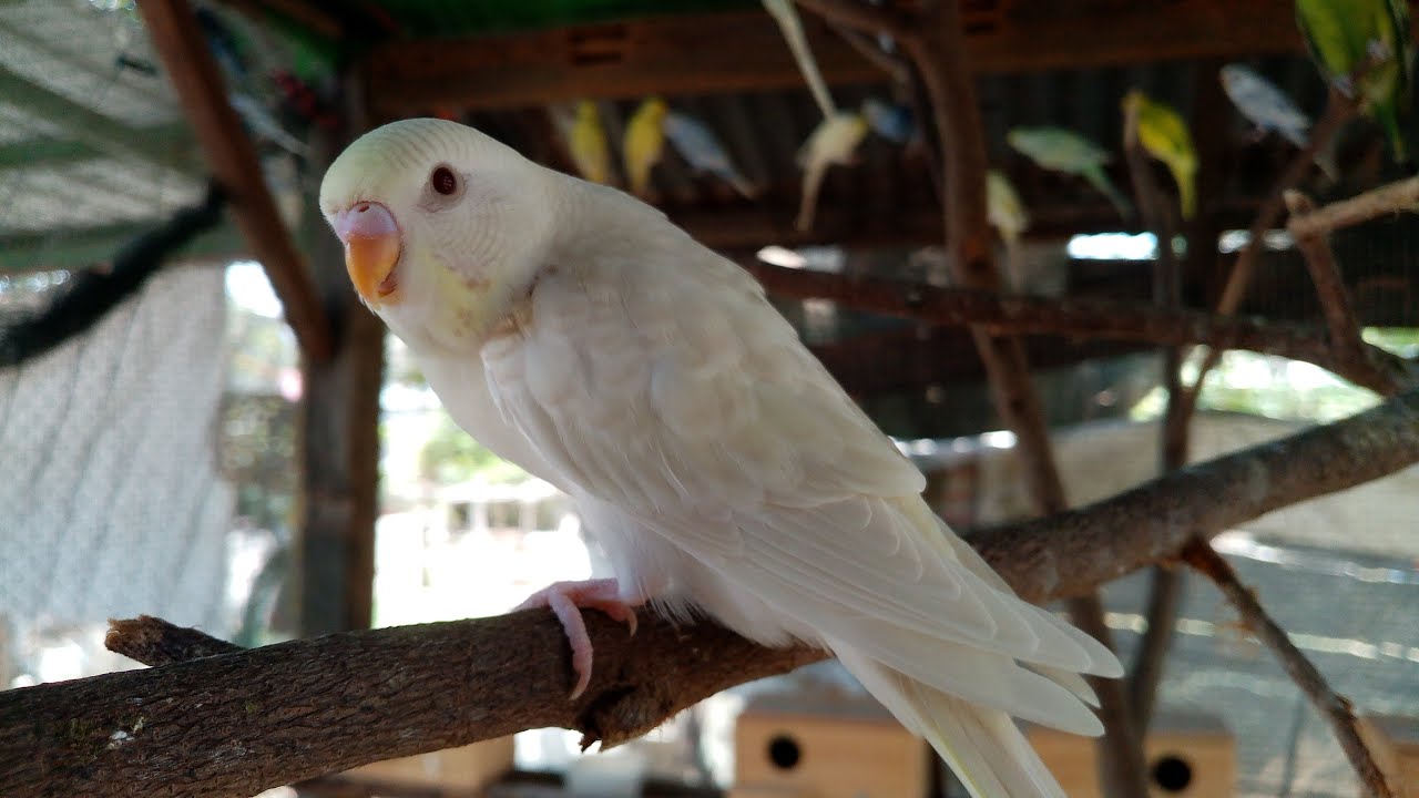 PARAKEETS COLONY BREEDING PART 1 | Bro MikeG