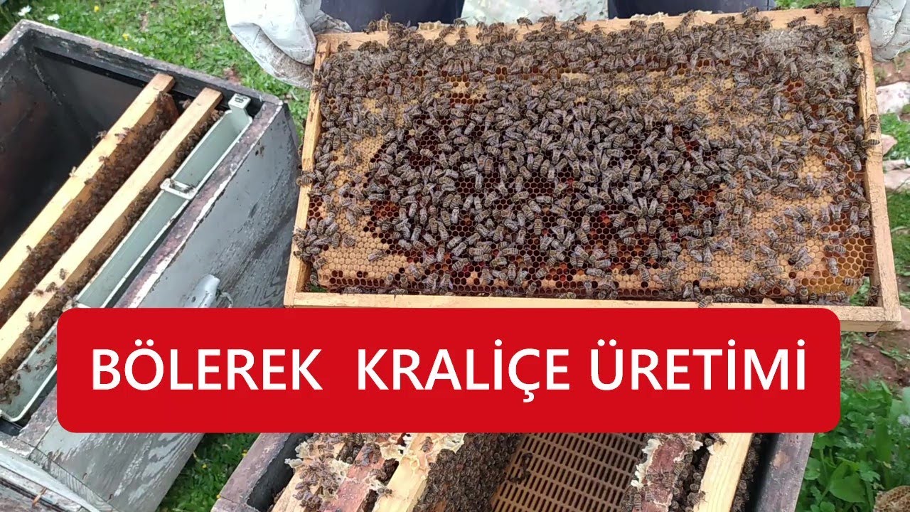 BASİT Y&Ouml;NTEM ANA ARI &Uuml;RETİMİ