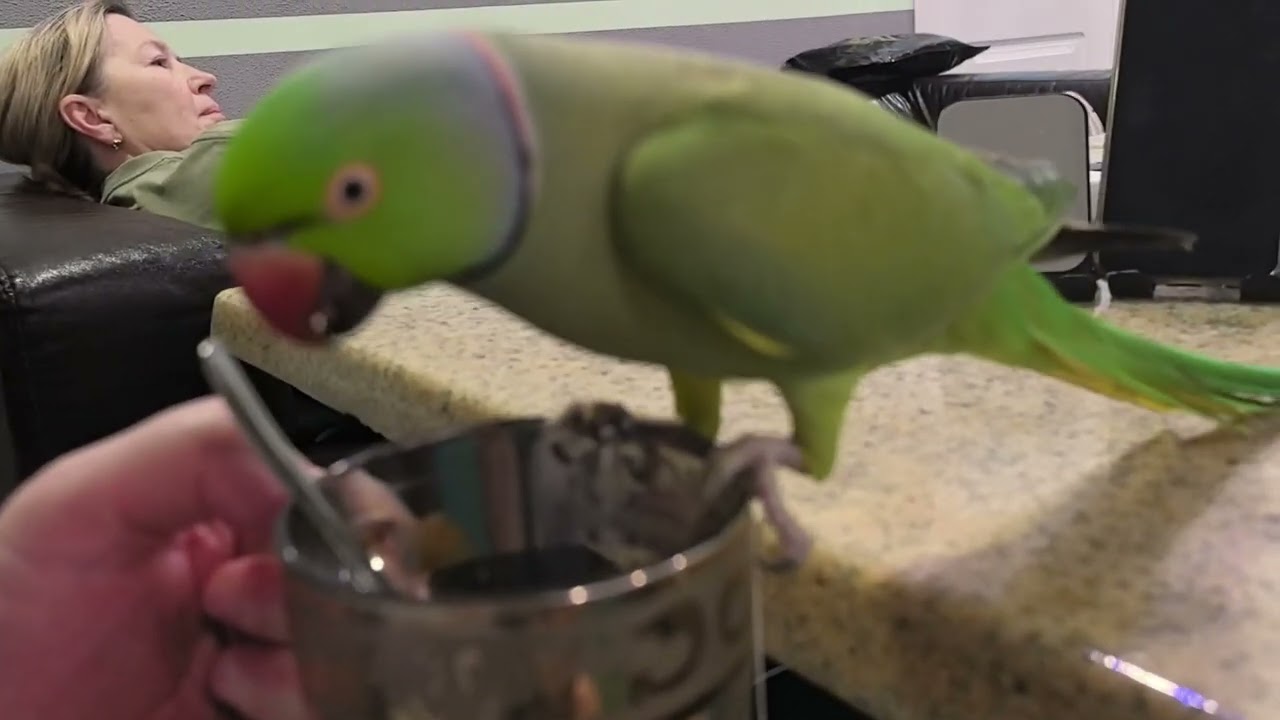 Гроаль 😆🦜🐈👍🤗