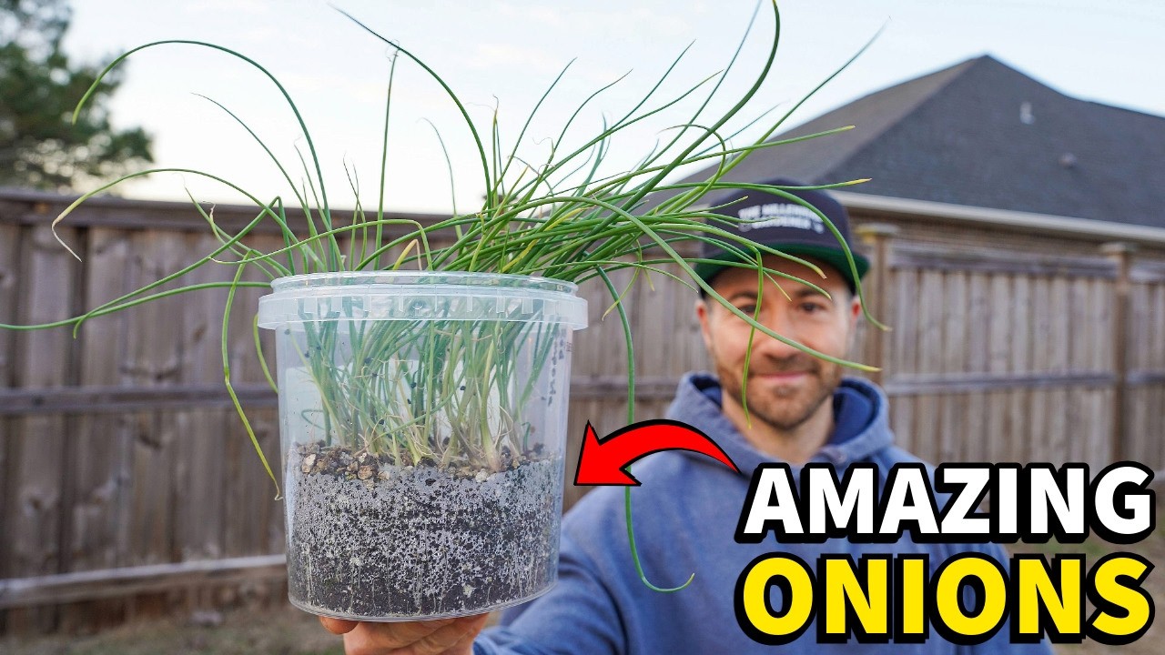 This Is The BEST Way To Grow Onions!