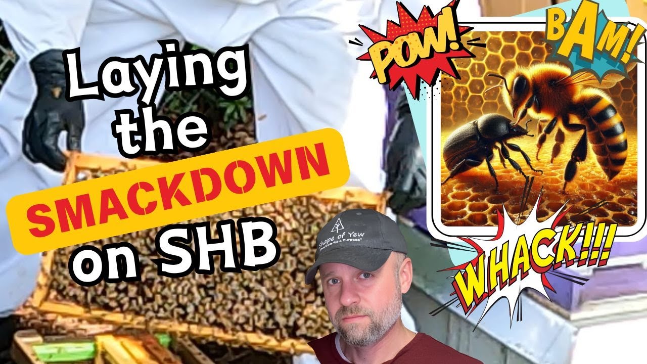 Inspecting Our Hives After a Small Hive Beetle Infestation | Tips on the Products We Used
