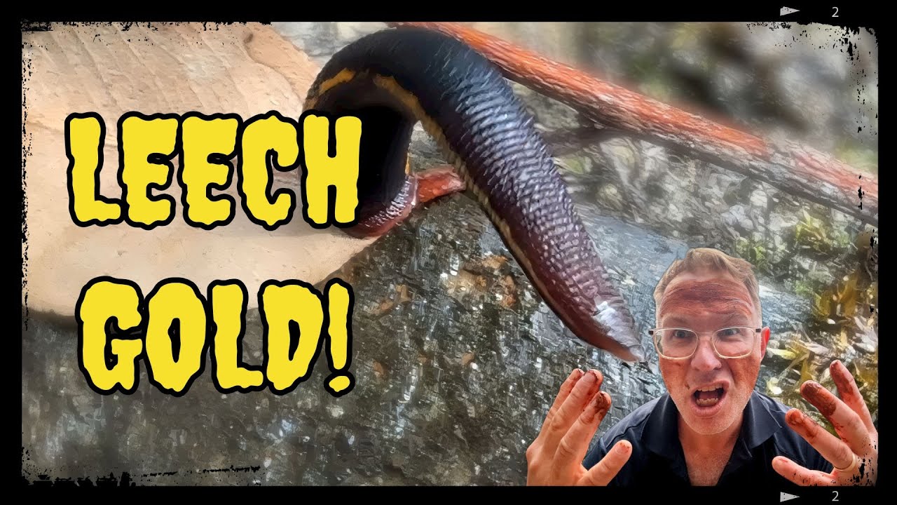 Wading through a swamp of leeches to find GOLD!