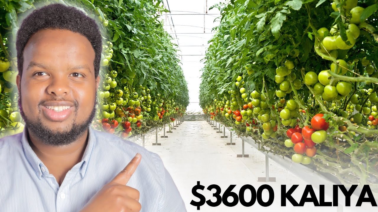 3600 KALIYA KU BILOW BEERAHA CASRIGA EE GREENHOUSE FARMING