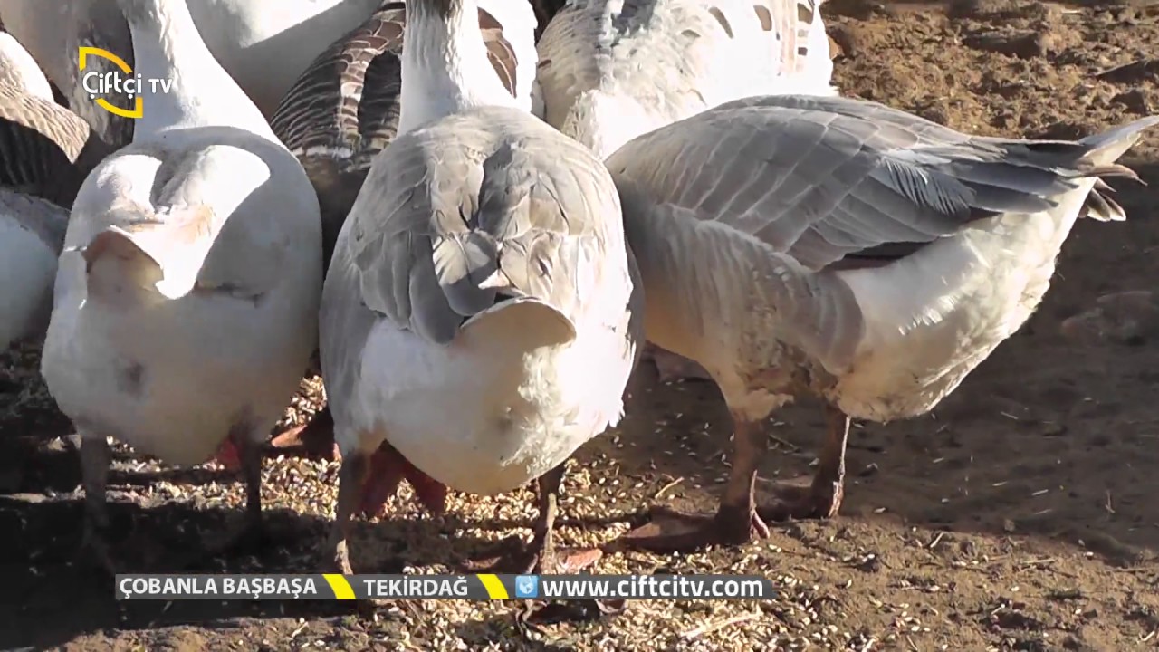 Çobanla Baş Başa-Malkara da Kaz Çobanı İle Buluştuk....