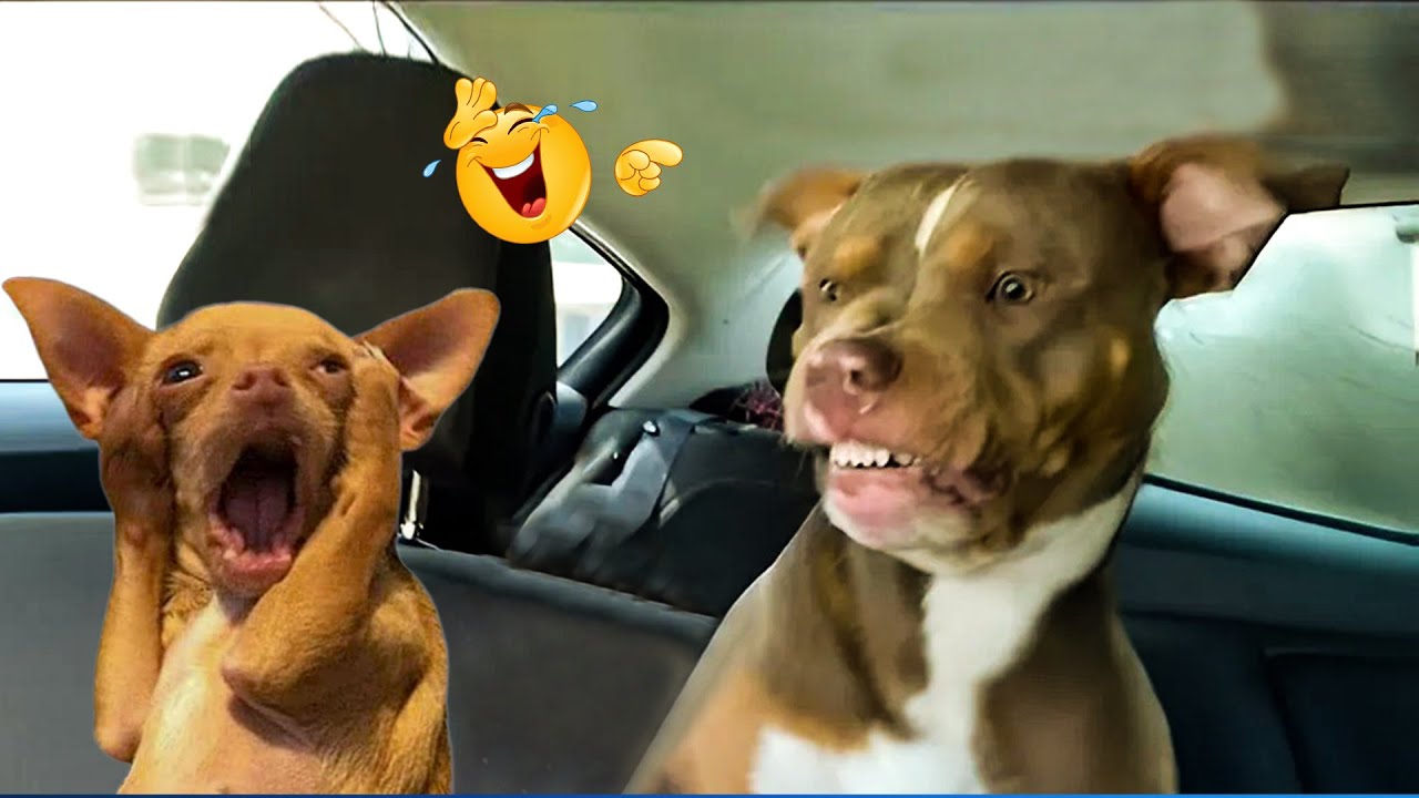The Funniest Cat and Dog Videos 😹🐶 Try Not to Laugh Challenge for Animal Lovers.
