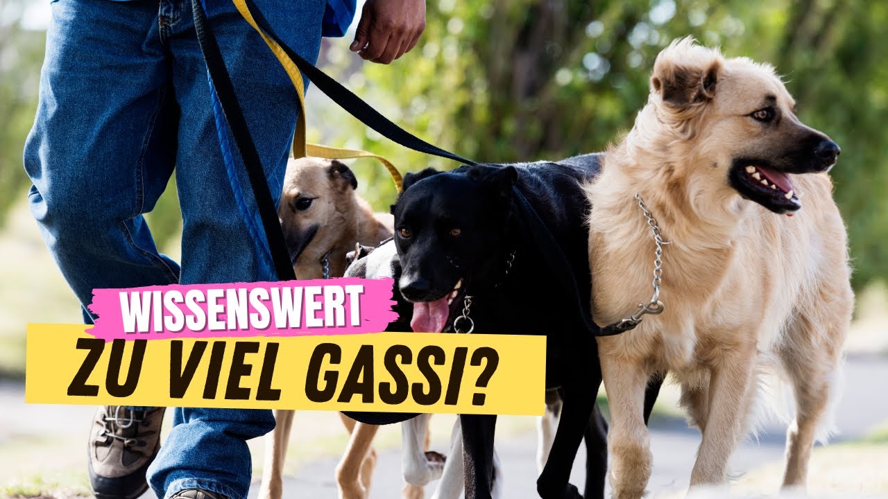 Kann man zu VIEL Gassi gehen? 🔥