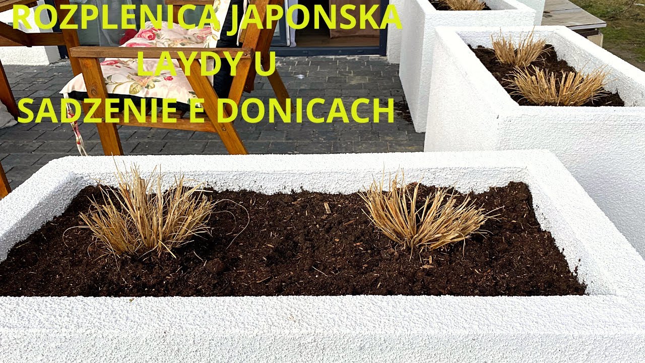 Rozplenica Japońska sadzenie do donic ze styropianu. Trawy ozdobne na tarasie.