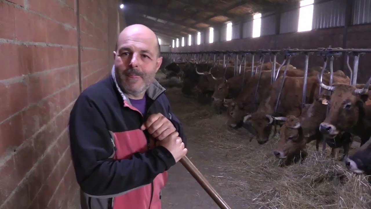 Ganaderos en su hábitat | Asturianas en Reinosilla | 21 de abril