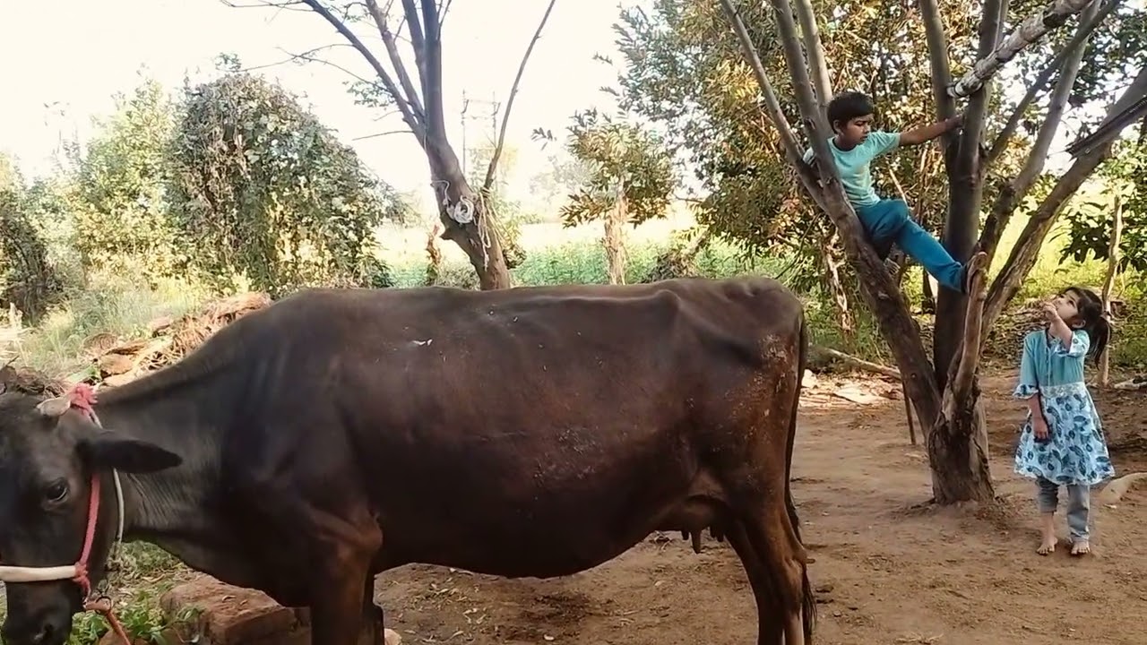 May New Bloge Video आज हम गए खरीदने को गए यह गाय देती है 15 लीटर दूध कमेंट करके बताओ इसे कितने मेंले