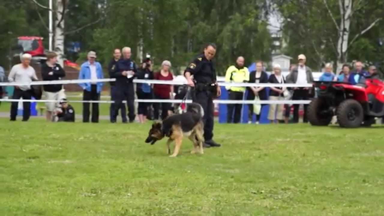 Hund utför sök