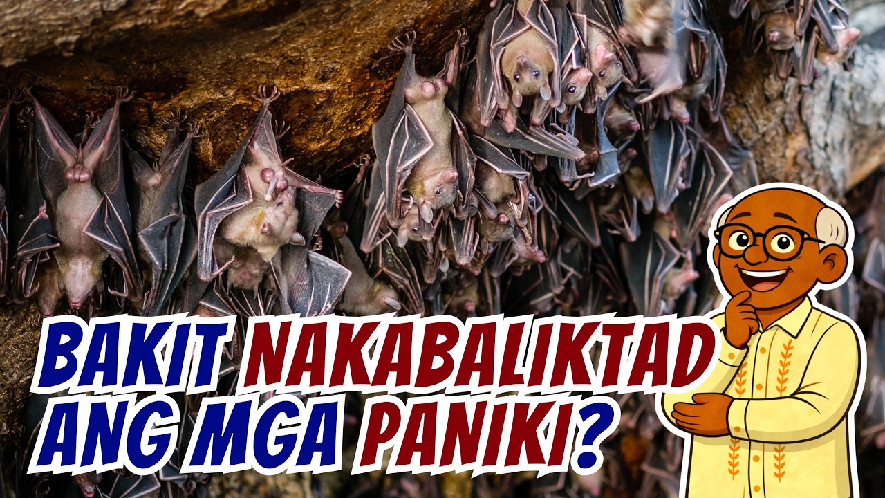 Bakit Nakabaliktad ang Mga Paniki? Ang Lihim sa Likod ng Kanilang Baliktad na Buhay [ID1325]