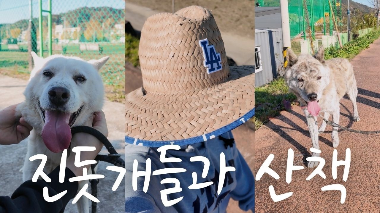 [브이로그] 진도가 안 나가는 진돗개 부자와 시골길 산책🐕 / 시부모님과 오리구이 저녁