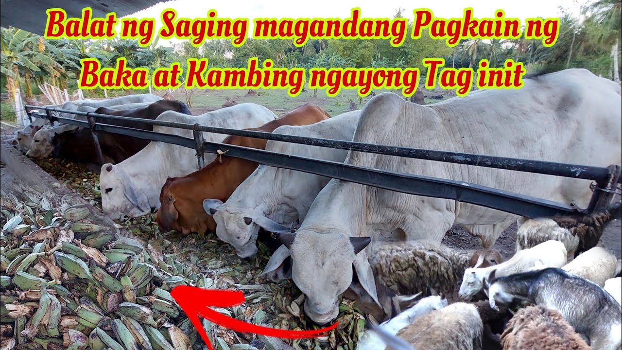 Mga BAKA at KAMBING sa Gensan Balat ng Saging at Hindi Damo ang Kinakain?