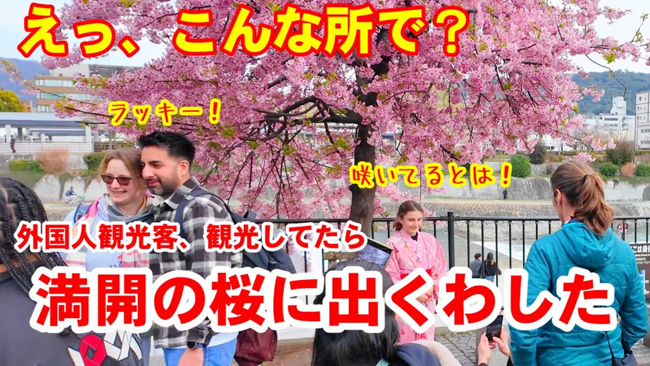 3/6(金)外国人観光客、観光してたら満開の桜に出くわした！【鴨川三条大橋のたもとで満開に咲く河津桜】