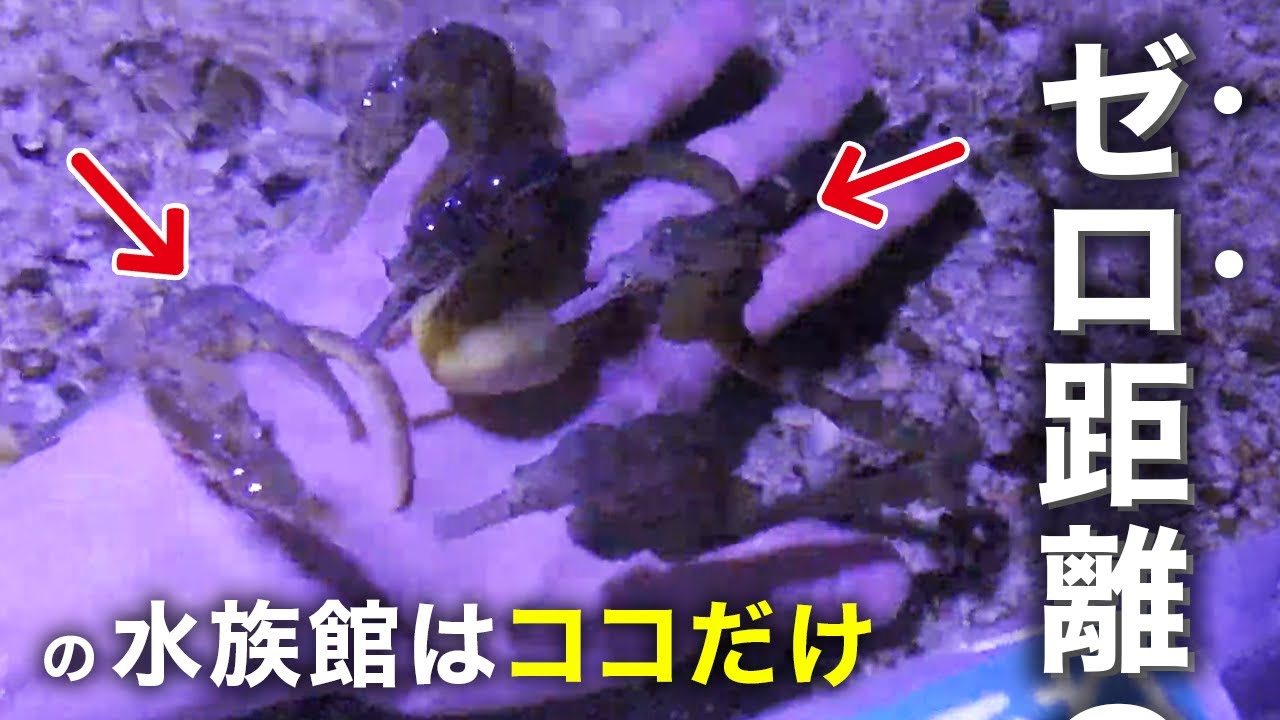 実は知られていない！伊勢シーパラダイスの魅力を水族館ナビゲーターが徹底解説！[005]