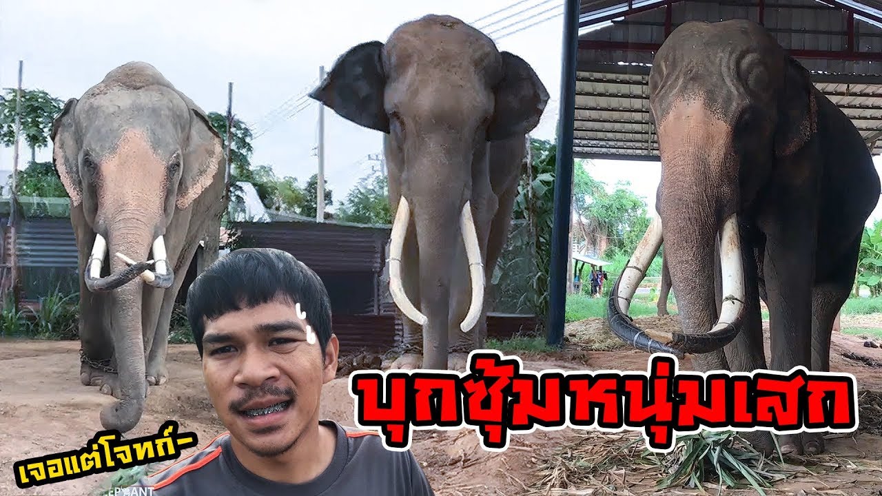 มาหาแซมซั่น สุดหล่อ แต่เจอโจทก์เพียบ! Big ivory elephants