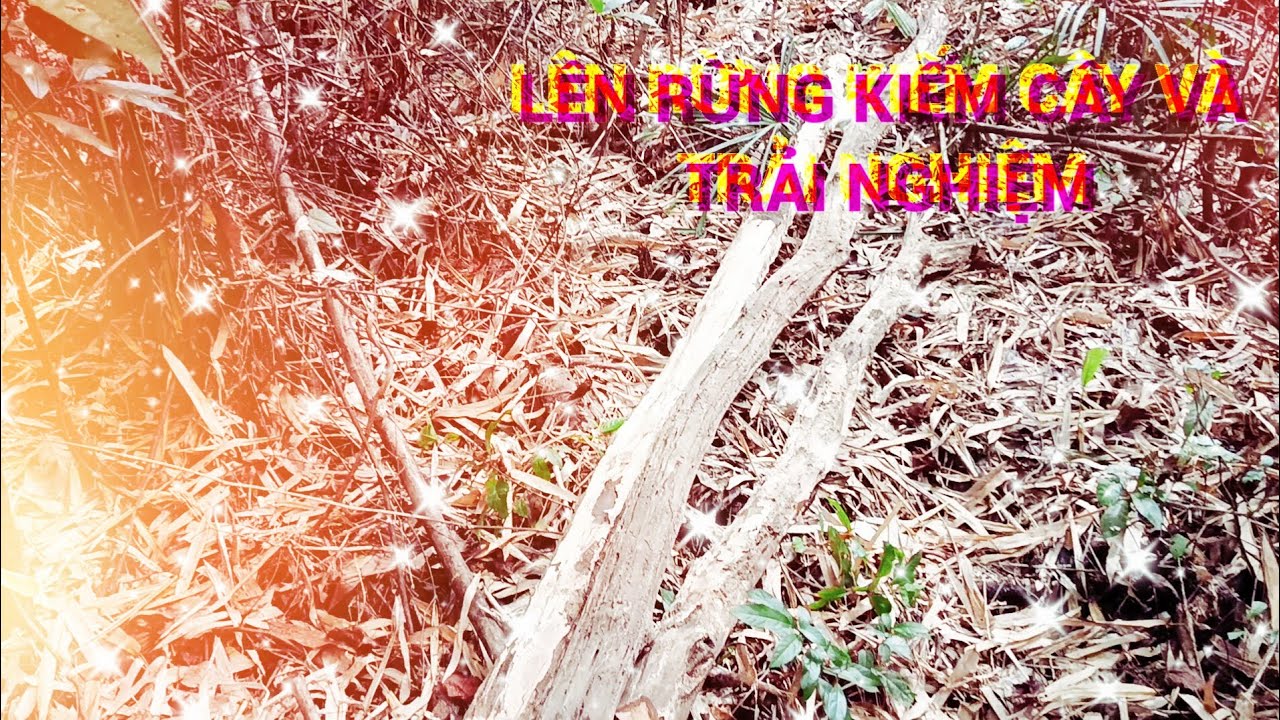 Trải nghiệm lên rừng kiếm cây