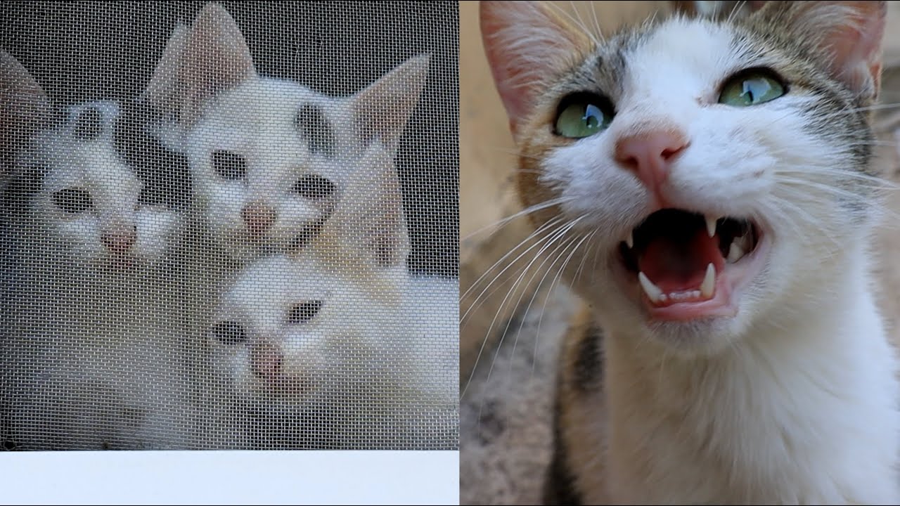 아가들 보러 가자고 보채는 어미 고양이