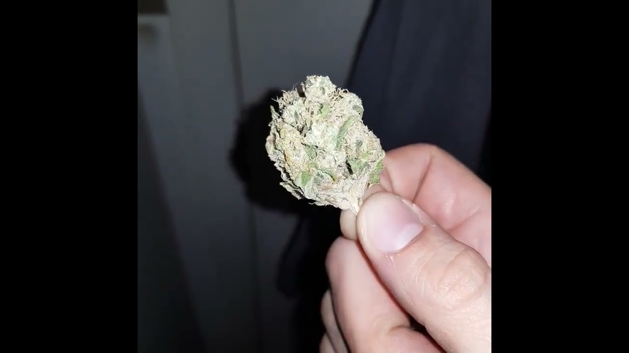Oz Kush Flower aka Supernova by Sundaze Montu 26% Heavy Hitter 🤙